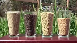 Dimensional Weight of Gluten Free Malt