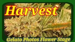 A Gelato Harvest I Blue Dream Autoflower Update I #Weedgrow #Harvest