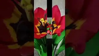 Aprenda esse frisador feito em casa para tulipas #shorts