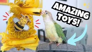 Toys for Parrots - Your Bird NEEDS Sola! | Feather Beautiful Toy Haul and Review | BirdNerdSophie AD