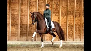 Fürst Jazz- Stallion Collection Schockemoehle & Helgstrand 2021 ENG