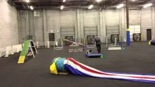 Agility Practice with Cosmo Havanese