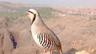Partridge hunting Keklik avi Охота кеклики Chukar avi Шикори кабк Keklik sesiصدای.کبک مادہ صوت الحجل