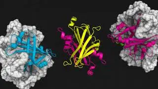 The Molecule That Makes You Remember Pain
