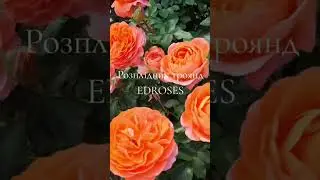 EDROSES/Троянда 🌹 Фенікс  (Phoenix)  , W. Kordes' S&ouml;hne Німеччина, 2017.Флорибунда.