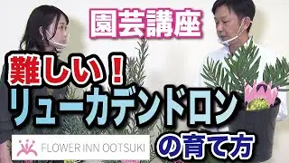 【園芸講座】難しい！リューカデンドロンの育て方 楽しい園芸レッスン FLOWER-INN OOTSUKI