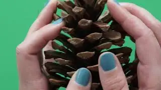 DIY Cotton Stems