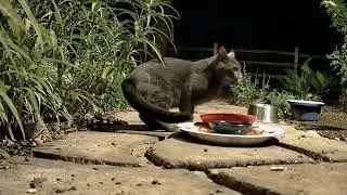 11 05 2025 That Darn Cat