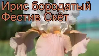 Ирис бородатый Фестив Скёт (iris) 🌿 ирис Фестив Скёт обзор: как сажать саженцы ириса Фестив Скёт