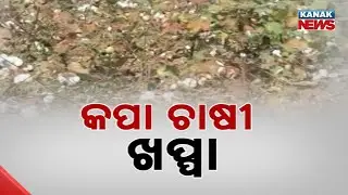 Cotton & Paddy Farmers In Odisha Struggle Amid Market & Mandi Issues