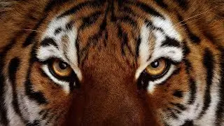 Tiger Awareness