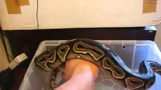 weighing my female ball pythons 2013