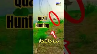 Quail Hunting with net | Batair ka shikar | Bedana ovizi | بٹیر کا شکار | #quailsound #quailhunting