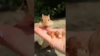 Absolute control #shorts #charliethechipmunk #animals #wildlife #funny #comedy #cute #smart #obey