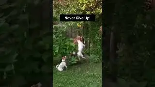 Never Give Up!
