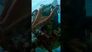 Poseidon Spearfishing 🔱 #camouflage #underwater
