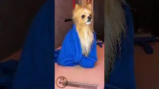 Комплексный груминг шпиц, стрижка #dog #groom #animal