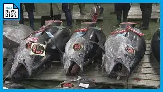 名古屋･中央卸売市場で初競り 青森･大間の天然本マグロ 最高価格は1本約650万円 競り落としたバローが刺身などにして販売