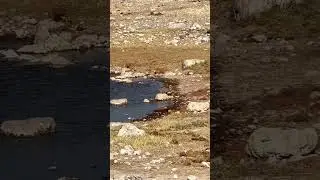 Wildcat catches bird midair at waterhole in Africa. #shorts #wildcat 🎥 @fwmj #wildlife #animals