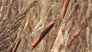 Eurasian Penduline Tit (1st winter) (Remiz pendulinus), Northwick Warth, Gloucestershire.