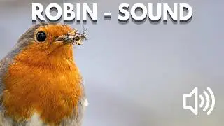 Bird Sound Library | European Robin &ndash; Bird Song & Calls (Nature Sounds)