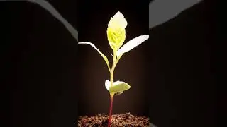 Apple seed germination