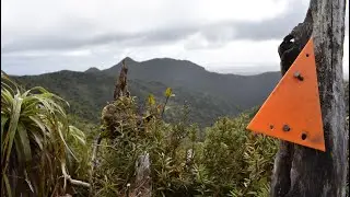 Pahautea Hut Overnight Hike, Pirongia Forest Park