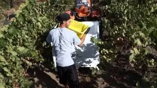 Martin Ranch Winery Harvest - Merlot