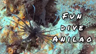 Fun Dive | Anilao, Batangas
