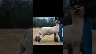 Chabot Show Lambs & Benson Livestock | Walks On Water