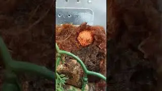 Introducing our Strawberry Pacman Frog