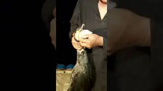 Cormorant Fishing in China: How to Use a Bird to Catch a Fish
