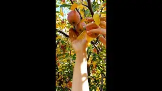 Apple cake under the apple tree #shorts