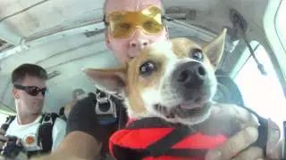Feats of Animal Bravery: A Supercut