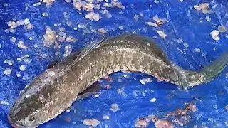 Soal fish Cutting Expert | Rectangular TV