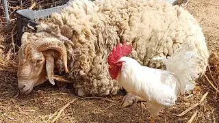 كبش العيد يستأنس طيور المزرعة 