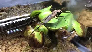 water scorpion flying / Laccotrephes japonensis