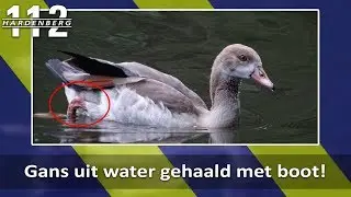 Gans uit water gehaald met Brandweer boot. | Hardenberg,