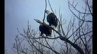 2024 Lethbridge Christmas Bird Count