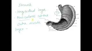 Figure 25.4 N M Using the figure above, identify the labeled part. Label C