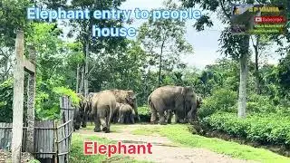 Elephants walking along a dirt path in a rural area.settlement near a forest or wildlife corridor.