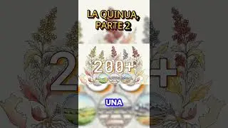 History of quinoa, part 2. #quinoa #quinoasalad #peruvianfood
