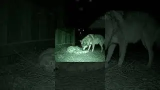 A Wolf Protects a Family of Puppies&hellip; The Most Heartwarming Thing You&rsquo;ll See 🐺🐶
