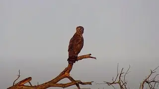 Brown snake eagle at The Naledi Cat-EYE - africam - explore.org