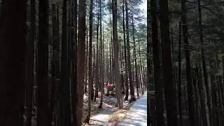 Most Beautiful Nature View | Kalam Usho Forest Swat #shorts #mountains