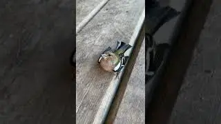 Жертва сама ждала Фунтика😼