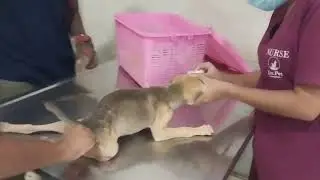 Young Pup Unable To Urinate On His Own After Car Accident Leaves Him Paralyzed [STORY BELOW]