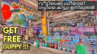 കോഴിക്കോട്ടെ കിടിലൻ അക്വാറിയം ഷോപ്പ് ❤ Chemmachel aquarium shop review malayalam at kozhikode #guppy