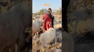 Short interview at the cattle camp, South Sudan. #75meja