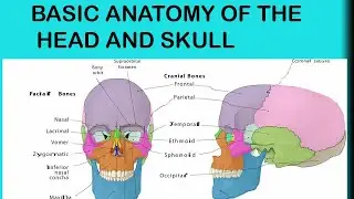 Basic Anatomy of the Head and Skull